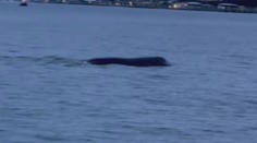 Lochnesskou příšeru mají už i v USA! Na jezeře natočili podivného tvora