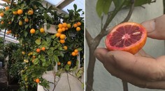 Nadšenec pěstuje ve skleníku citrusy z celého světa