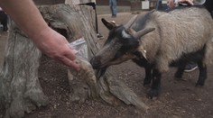 Ostravskou zoo zasáhla smrt kozy. V jejím žaludku našli igelitové sáčky