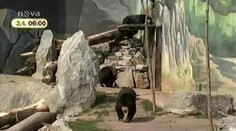 VIDEO: Ošetřovatel zoo kamenoval medvědy