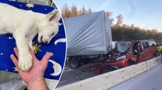 Policii u vážné nehody čekal šok. Ve slovenském minibusu se krčilo lvíče