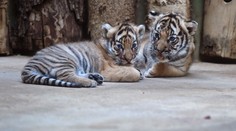 Pražská zoo poprvé představila malá tygřata! Jsou to dvojčata!