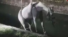 VIDEO: Italští hasiči v akci: Zachraňovali koně, který uvízl v kanále