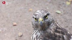 VIDEO: Zbloudilý jestřáb skončil na ztrátách a nálezech