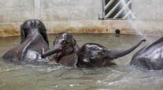Slůňata v pražské zoo rostou jako z vody, starší už má kly! FOTO