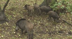 Africký mor prasat stále sužuje Liberecko. Rozšiřují se ochranná pásma