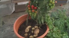 Nový hit zahrádkářů: Na jedné rostlině rostou rajčata i brambory! VIDEO