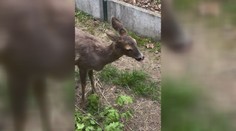 VIDEO: Srnku srazilo na silnici auto. Život jí zachránil myslivec