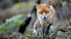Vědci bijí na poplach. Ptačí chřipka se šíří mezi savci, v Británii se nakazily lišky