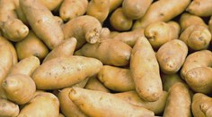 České brambory budou nejspíš zdražovat. Může za to sucho