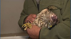 Chovatel postřelil chráněného jestřába! Na zahradě mu lovil slepice