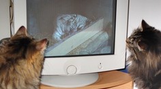 OBRAZEM: Na tygřici Isabellu koukají i koťata