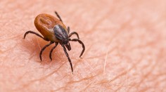 Klíšťata přenáší alergii na maso, varují vědci. Nemocní můžou být i v Česku