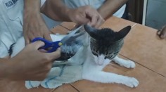 VIDEO: Poštovní holubi už neletí. Dealeři pašovali drogy pomocí čtyřnohého zvířete