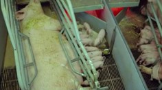 HRŮZA! Podívejte se, jak se ve velkochovu zachází se zvířaty. VIDEO