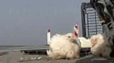 VIDEO: Na dálnici se převrátil kamion s drůbeží, tisícovka mrtvých kuřat
