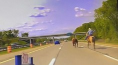 VIDEO: Scéna jako z westernu. Muž na koni se snažil chytit krávu pobíhající po dálnici