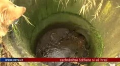 VIDEO: Hodil štěňata do kanálu
