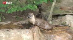 ZOO Praha: návštěvník číslo 500 000