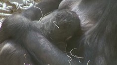 Gorilí mládě z pražské zoo už má jméno, říká se mu Kiburi