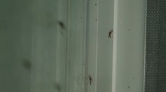 Západonilská horečka v Itálii: Šance na nakažení je nízká, přesto znatelná, říká Černý