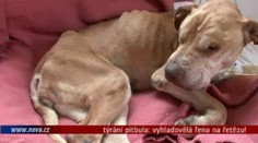 VIDEO: Týrání pitbula: vyhladovělá fena na řetězu!