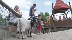 Návštěvníci zoo jsou neohleduplní. V Hluboké nad Vltavou zaplatila zvířata životem