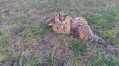 Hasič vzal zraněného výra ze silnice a odjel, tím příběh záchrany neskončil