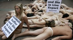 Naháči protestují proti vývozu zvířat z Austrálie