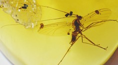 Vědci z Ostravy našli v jantaru nové druhy hmyzu z dob dinosaurů