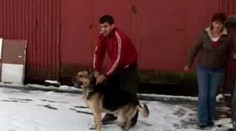 VIDEO: Týraní vlčáci mají nový domov
