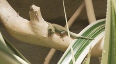 Zoo v Ostravě nabízí tisíce zvířat. Odchovala i vzácného gekona