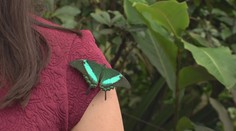 Jedovatá krása vás dostane! Můžete odhalit tajemství motýlího života