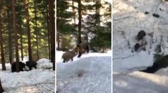 Muž natočil souboj medvěda a kance, teď celé setkání popsal