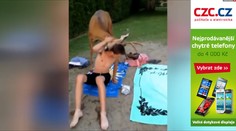 JELEN ÚCHYLÁK zastřelen! Byl moc mazlivý! VIDEO