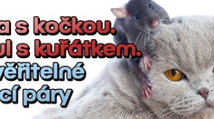 VIDEA DIVNÝCH zvířecích párů: Lvíče se psem, krysa s kočkou...