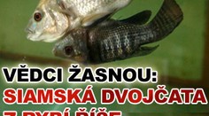 Vědci žasnou: siamská dvojčata z rybí říše