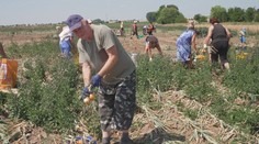 Na polích dozrává cibule. Při samosběru můžete pořádně ušetřit
