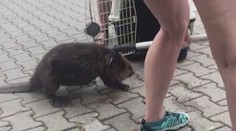 VIDEO: Do areálu televize se zatoulal zdatný bobr. Pryč se mu nechtělo