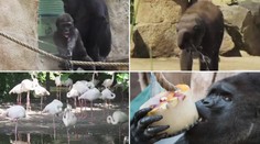Ledové zmrzliny a sprchy! Takhle se chladí zvířata v pražské ZOO