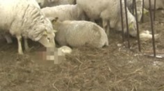 Týrané ovce už dostaly seno, pořád ale nocují v mrazu