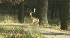 VIDEO: Pytlák zastřelil chráněného daňka