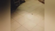 Praštil obřího pavouka koštětem, stalo se něco strašného! VIDEO