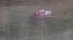 VIDEO: Roztomilé mládě hrocha poprvé představili návštěvníkům