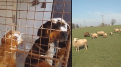 Agresivní psi utekli z dvorku. Vrhli se na ovci a zaživa z ní stáhli kůži