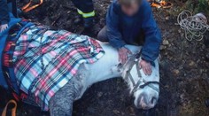 V lese na Plzeňsku uvízl kůň v bahně. Zvíře se podařilo vytáhnout