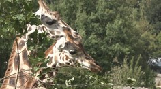 Zoo Jihlava má nové žirafy. Přivítání sledovaly stovky návštěvníků