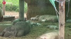 Prasata dostala dovolenou. Kempují na Vysočině pod stanem