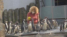 V Česku se uvolní opatření. Obchody i zoo se připravují na otevření