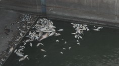 Kvůli sinicím uhynuly v Dyji desítky tun ryb. Je to katastrofa, říkají rybáři